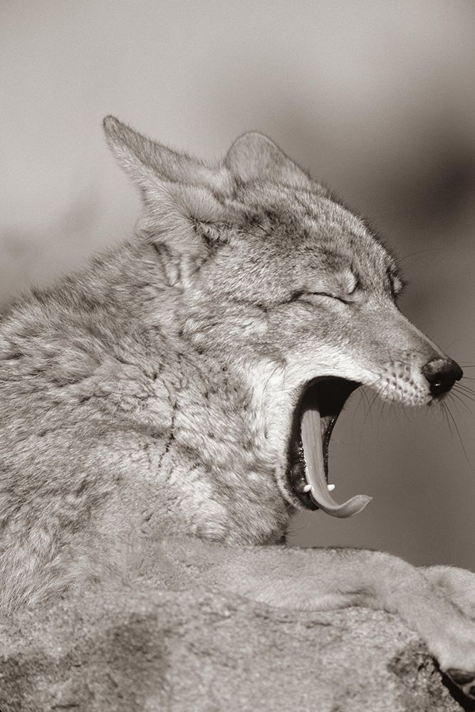 Coyote yawning Sepia art print by Tim Fitzharris for $57.95 CAD