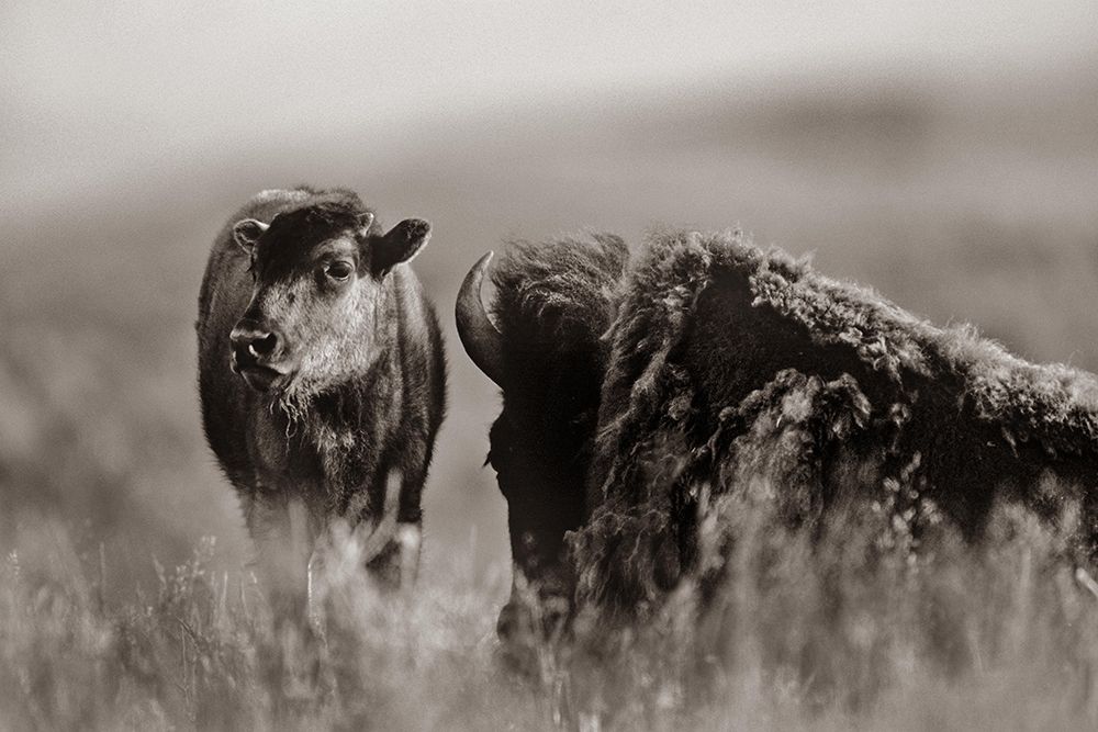 Bison calf with mother Sepia art print by Tim Fitzharris for $57.95 CAD