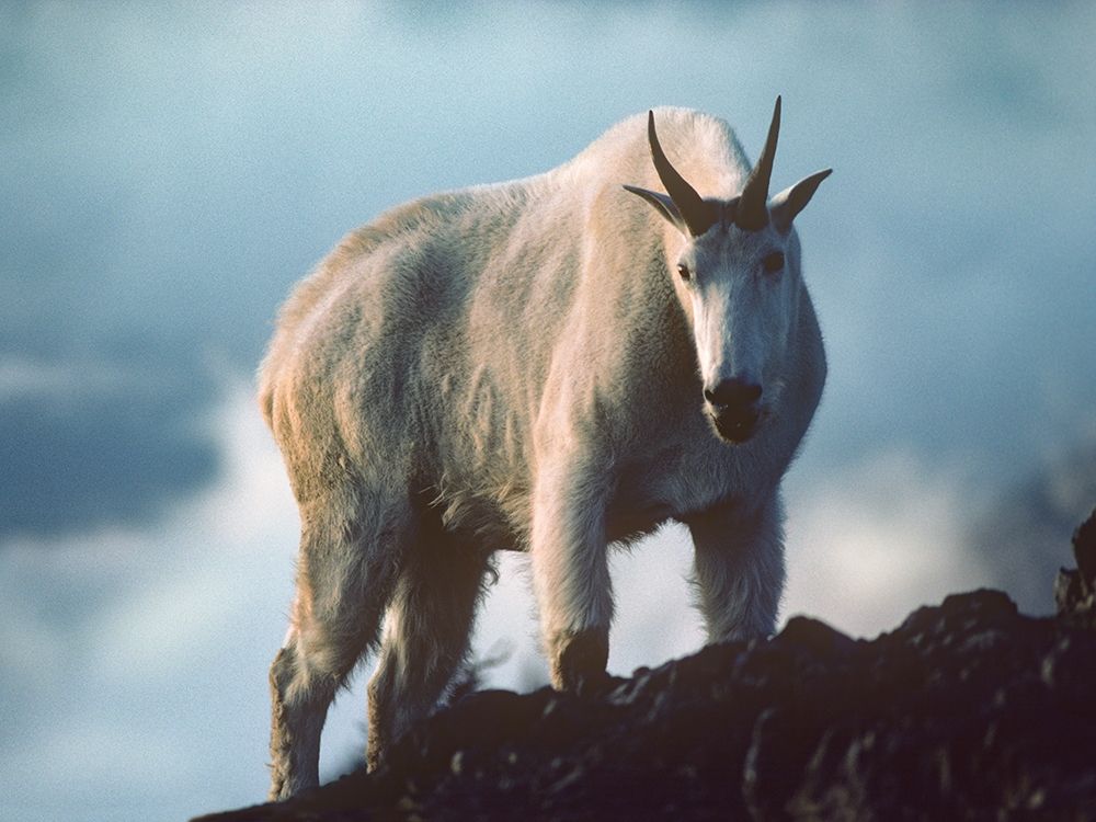 Mountain Goat art print by Tim Fitzharris for $57.95 CAD