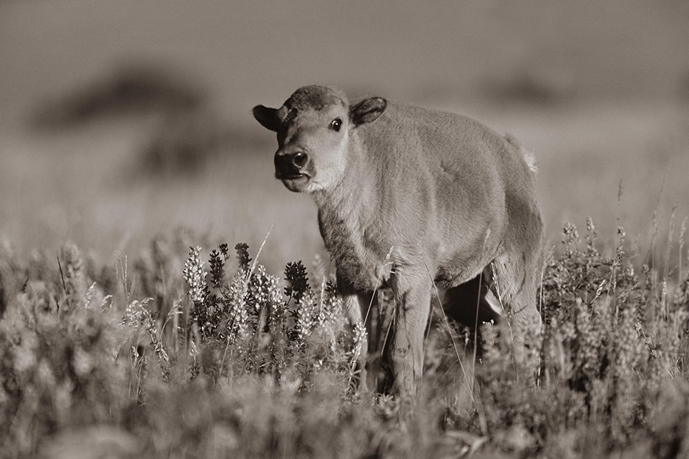 Bison calf Sepia art print by Tim Fitzharris for $57.95 CAD