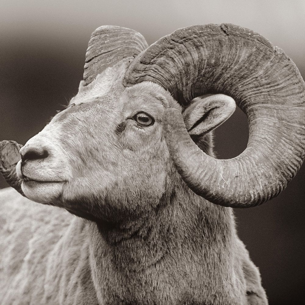 Rocky Mtn bighorn sheep Sepia art print by Tim Fitzharris for $57.95 CAD