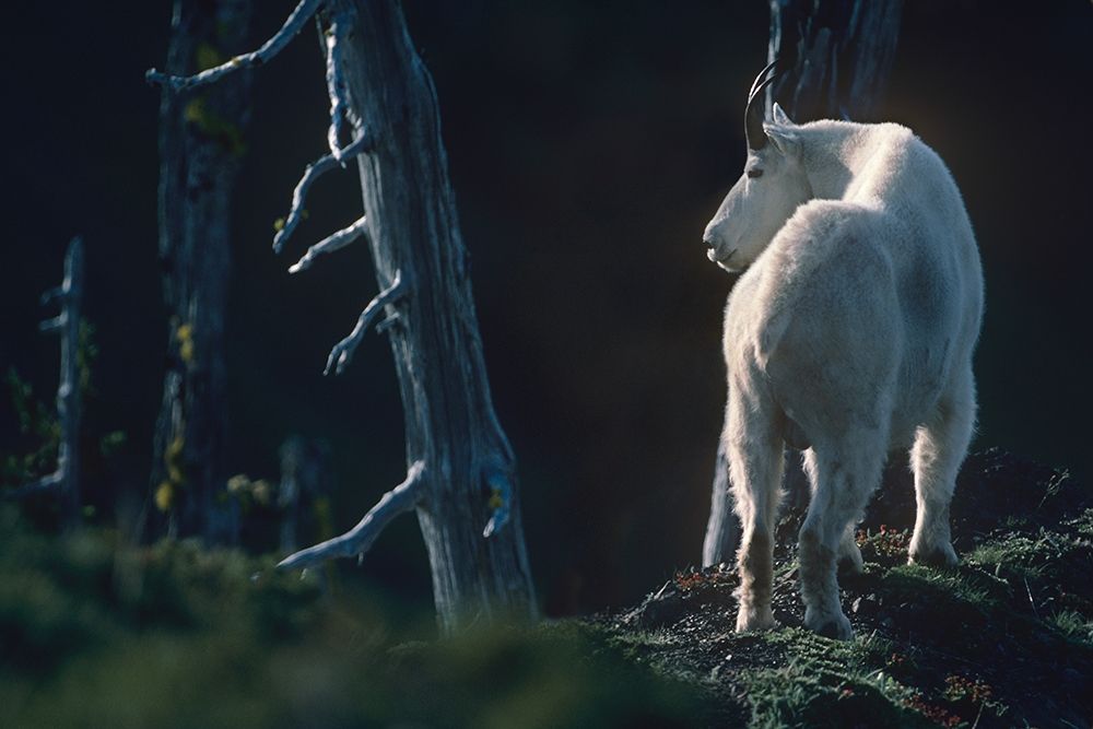 Mountain goat art print by Tim Fitzharris for $57.95 CAD