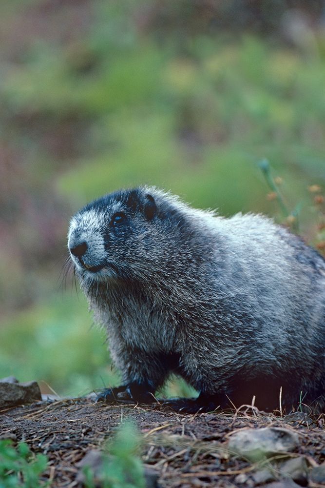 Hoary Marmot art print by Tim Fitzharris for $57.95 CAD