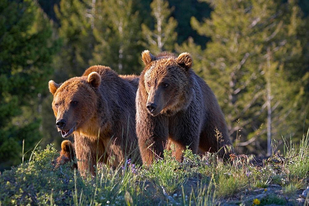 Grizzly bear cubs art print by Tim Fitzharris for $57.95 CAD