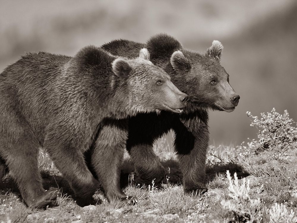 Grizzly bear cubs Sepia art print by Tim Fitzharris for $57.95 CAD