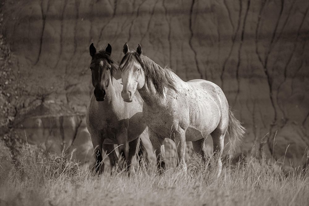 Wild horses Badlands Natl Park SD Sepia art print by Tim Fitzharris for $57.95 CAD