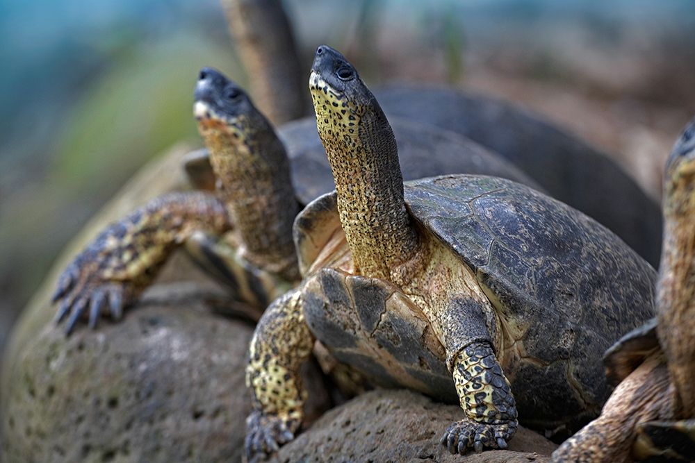 Tortoise art print by Tim Fitzharris for $57.95 CAD