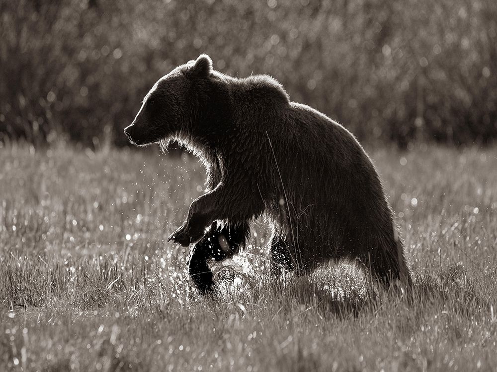 Grizzly bear Sepia art print by Tim Fitzharris for $57.95 CAD