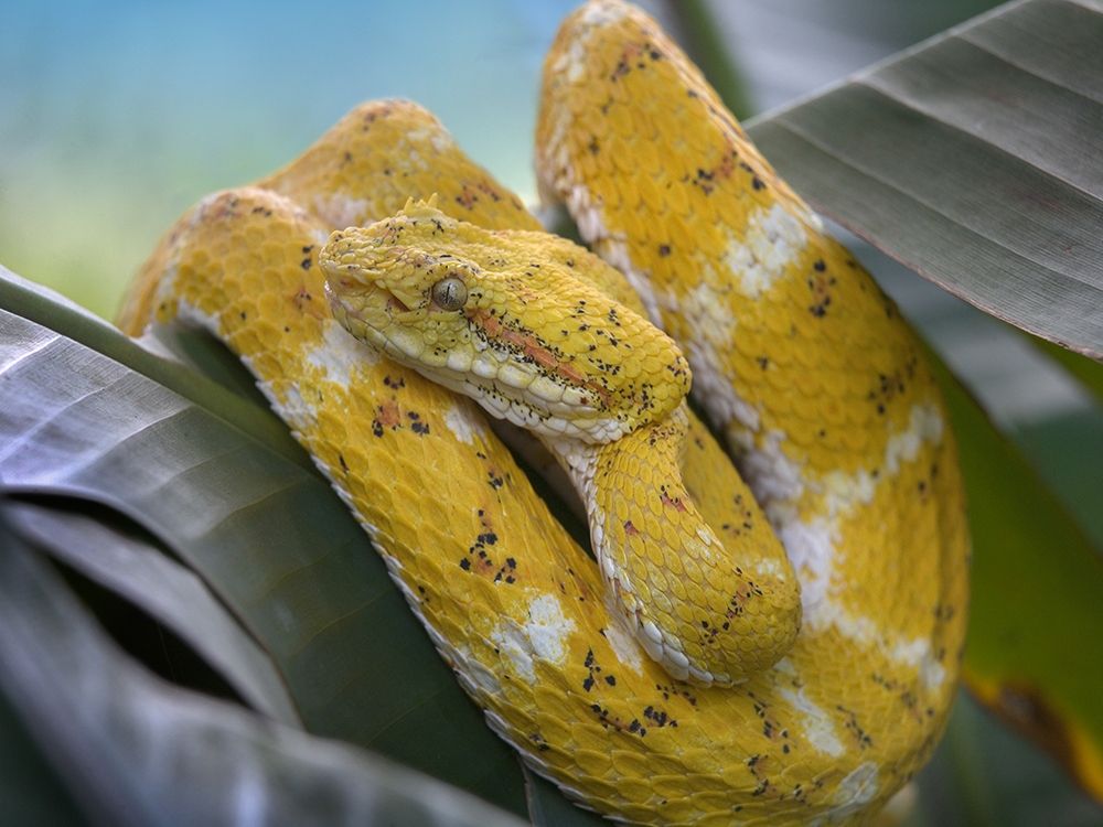 Yellow eyelash pit viper snake art print by Tim Fitzharris for $57.95 CAD