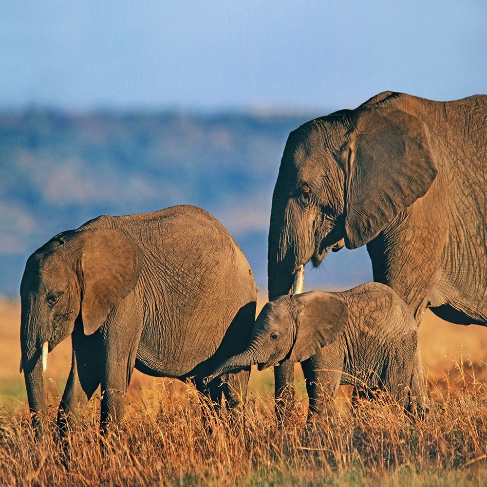 African elephants-Masai National Reserve-Kenya art print by Tim Fitzharris for $57.95 CAD