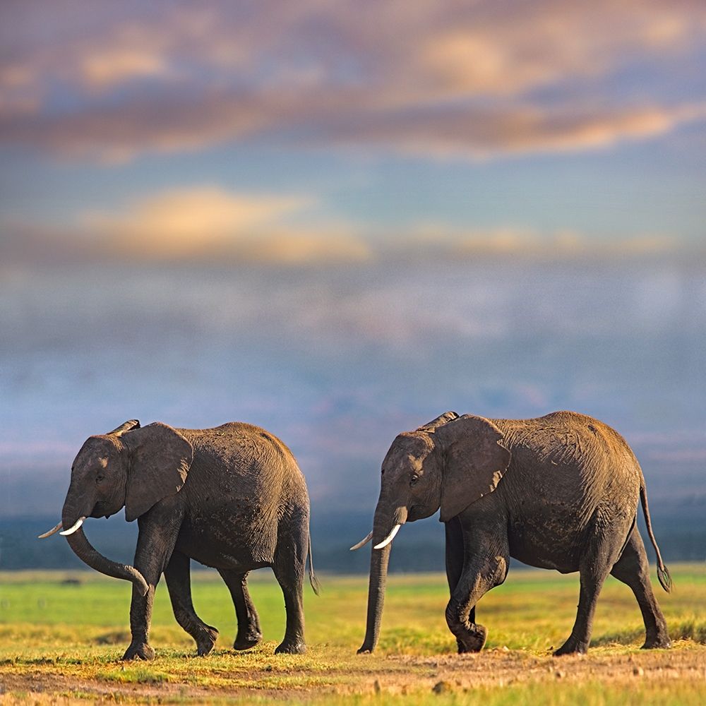 African elephants-Amboseli National Park-Kenya art print by Tim Fitzharris for $57.95 CAD