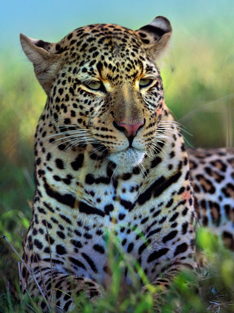 Leopard-Masai Mara Reserve-Kenya art print by Tim Fitzharris for $57.95 CAD