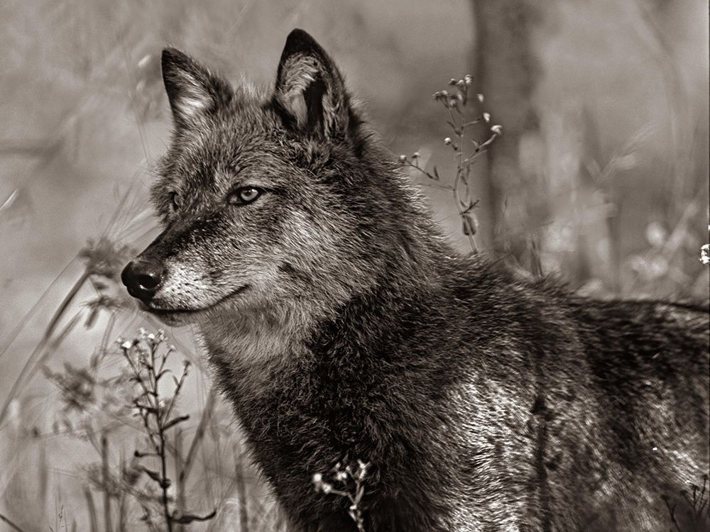 Gray wolf Sepia art print by Tim Fitzharris for $57.95 CAD
