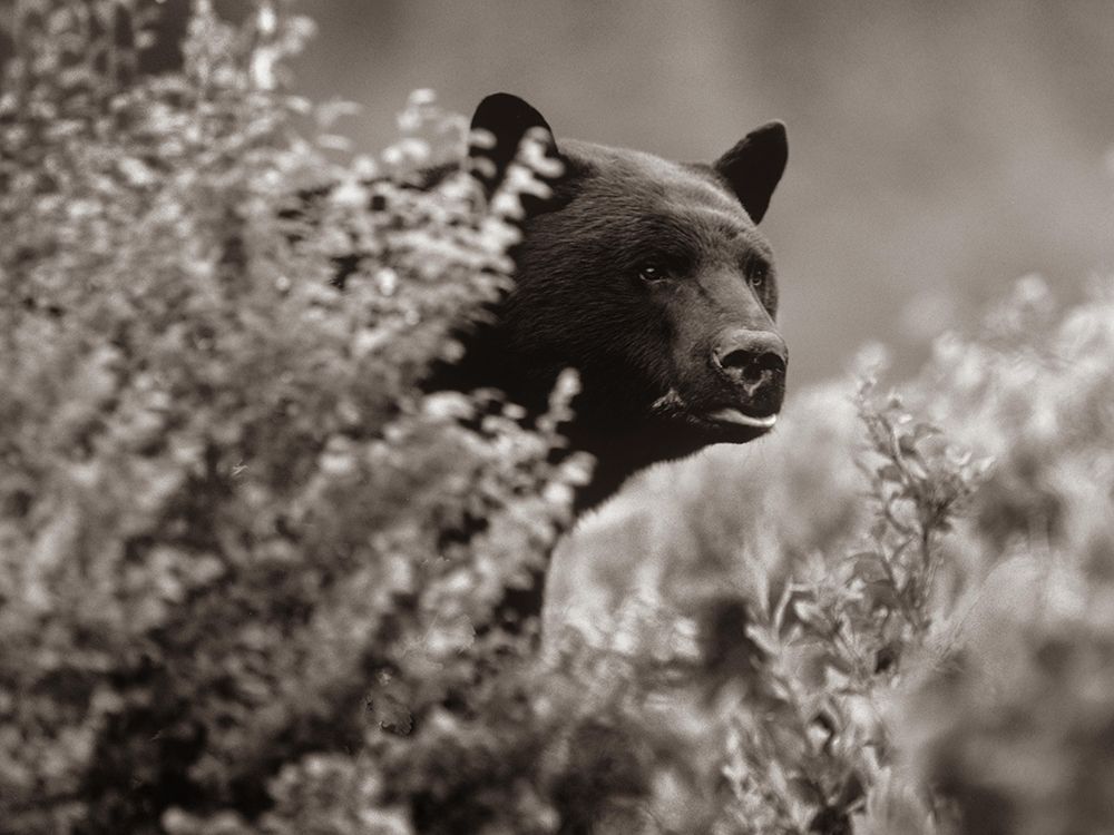 Black bear in underbrush Sepia art print by Tim Fitzharris for $57.95 CAD