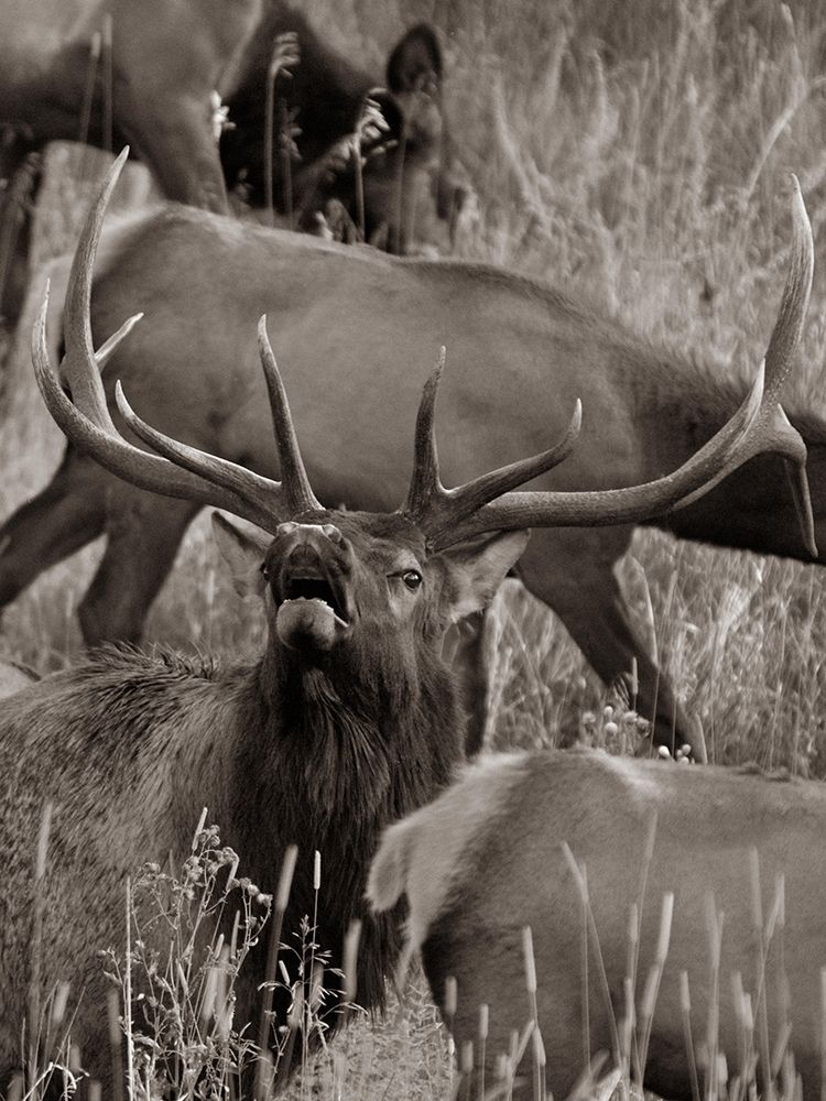 Bull elk bugling with harem-Colorado Sepia art print by Tim Fitzharris for $57.95 CAD