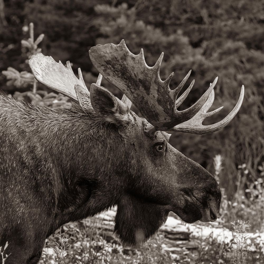 Bull moose-Glacier National Park-Montana, art print by Tim Fitzharris for $57.95 CAD