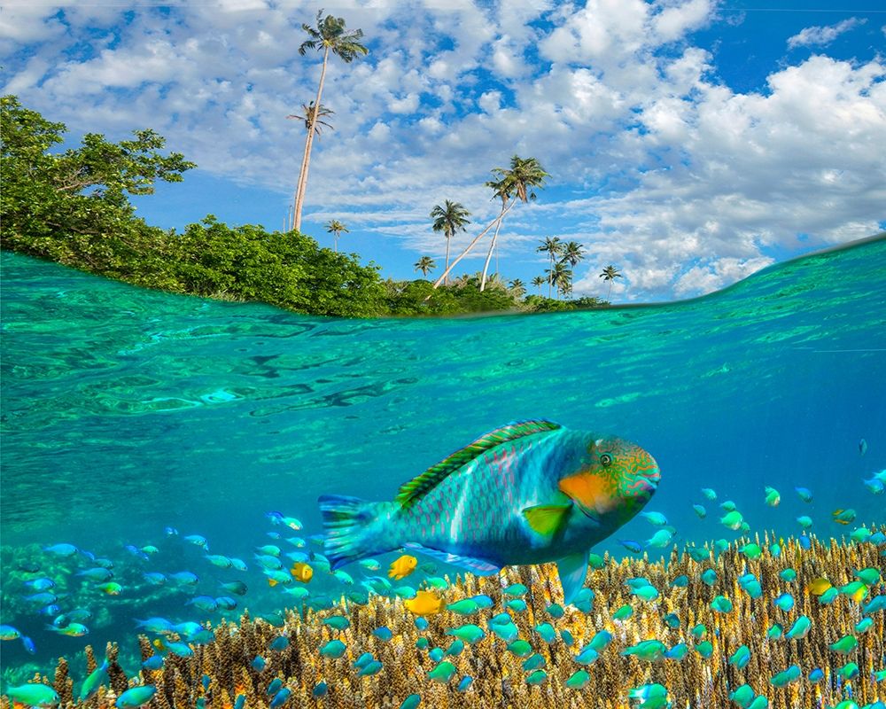 Blue chromis and coral at palm tree Bukai Beach-Palawan-Philippines art print by Tim Fitzharris for $57.95 CAD
