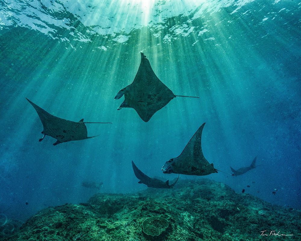 Reef manta rays-Penida Island-Indonesia art print by Tim Fitzharris for $57.95 CAD