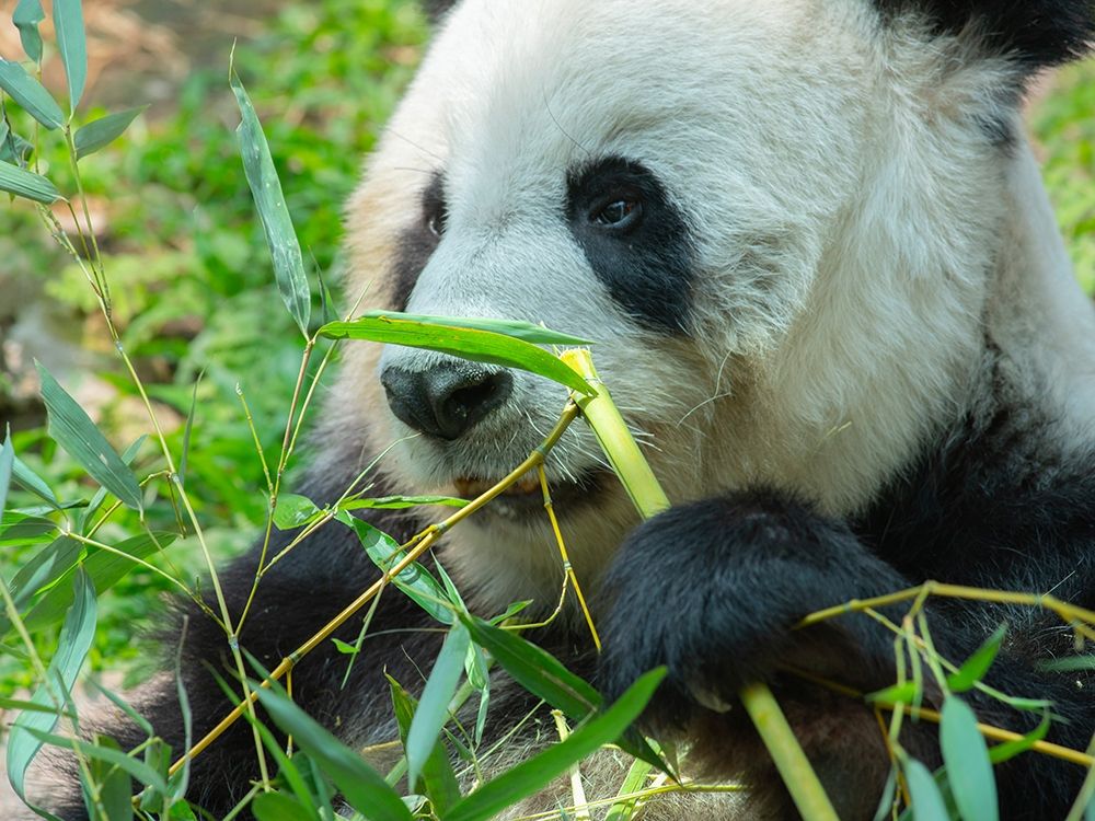 Panda eating bamboo art print by Tim Fitzharris for $57.95 CAD
