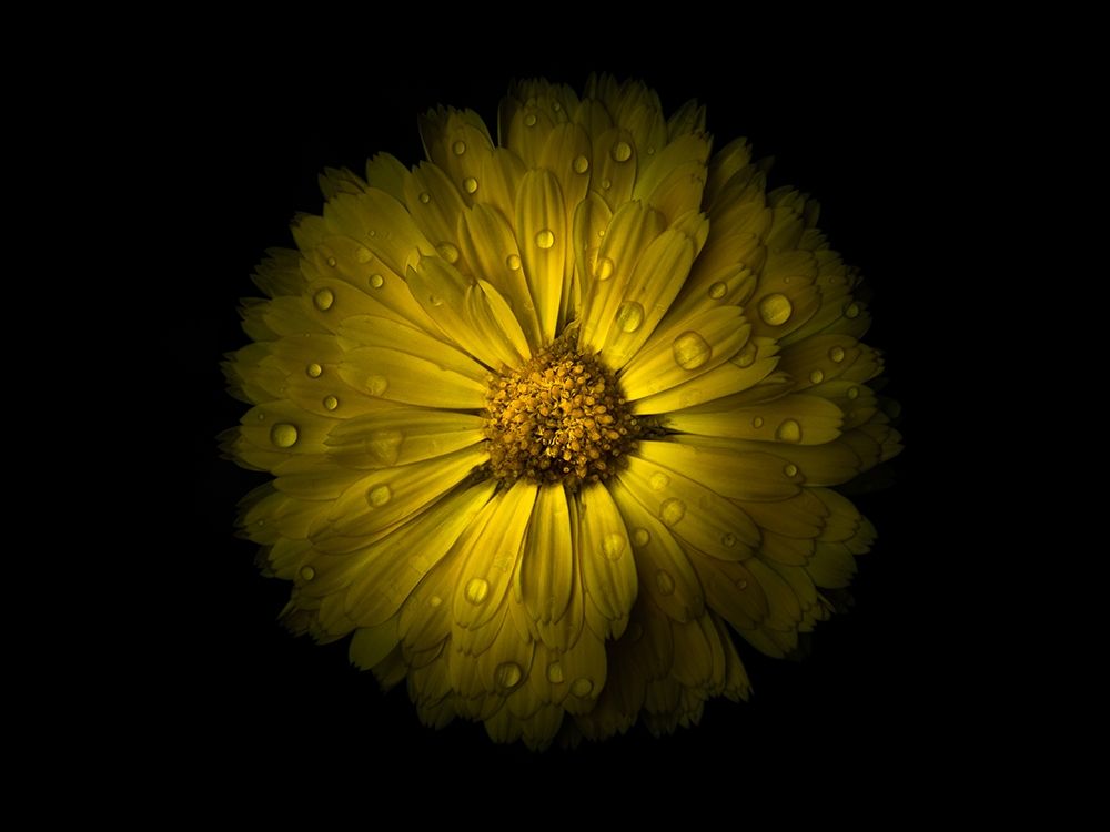 Backyard Flowers Yellow 10 art print by Brian Carson for $57.95 CAD