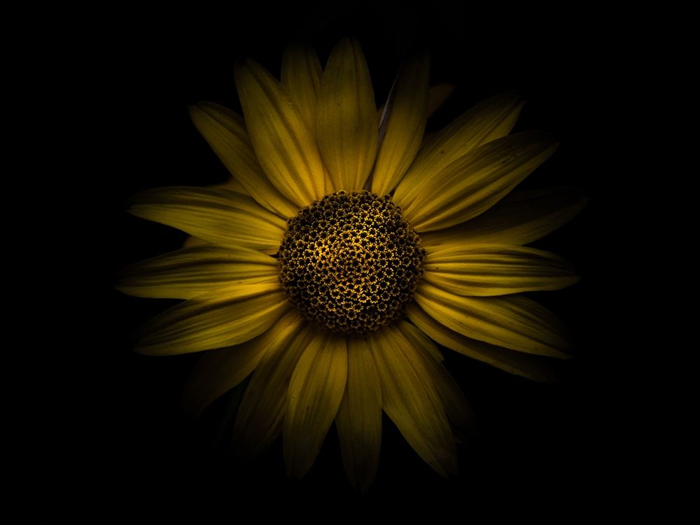 Backyard Flowers Yellow 18 art print by Brian Carson for $57.95 CAD
