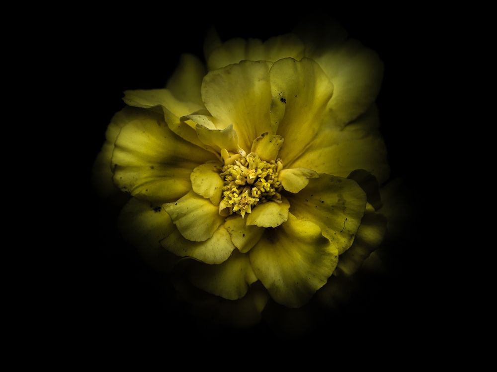Backyard Flowers Yellow 41 art print by Brian Carson for $57.95 CAD