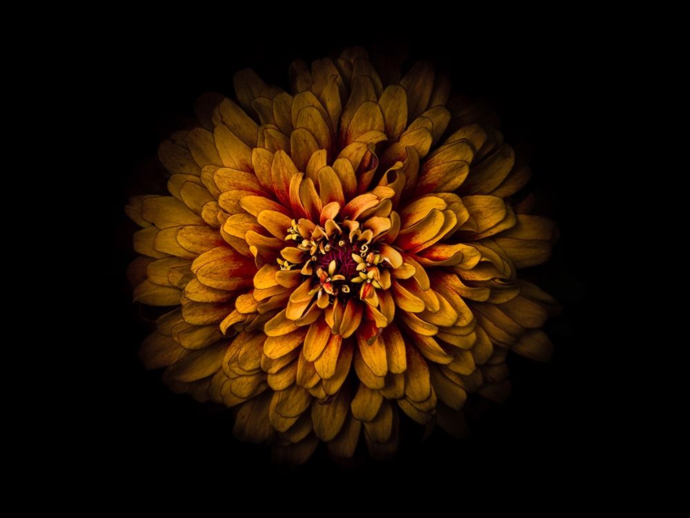 Backyard Flowers Gold 68 art print by Brian Carson for $57.95 CAD