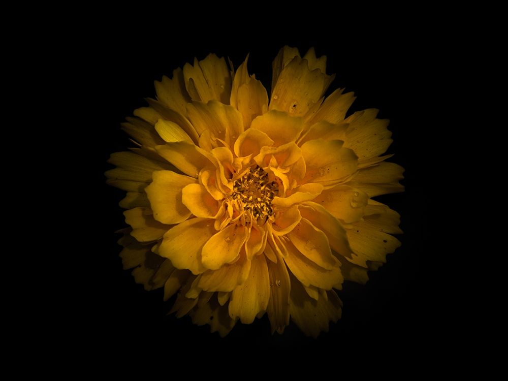 Backyard Flowers Gold 79 art print by Brian Carson for $57.95 CAD