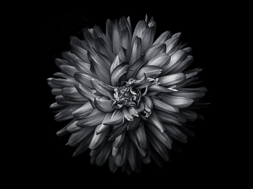 Backyard Flowers Black and White 20 art print by Brian Carson for $57.95 CAD