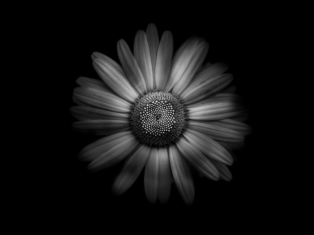 Backyard Flowers Black and White 31 art print by Brian Carson for $57.95 CAD