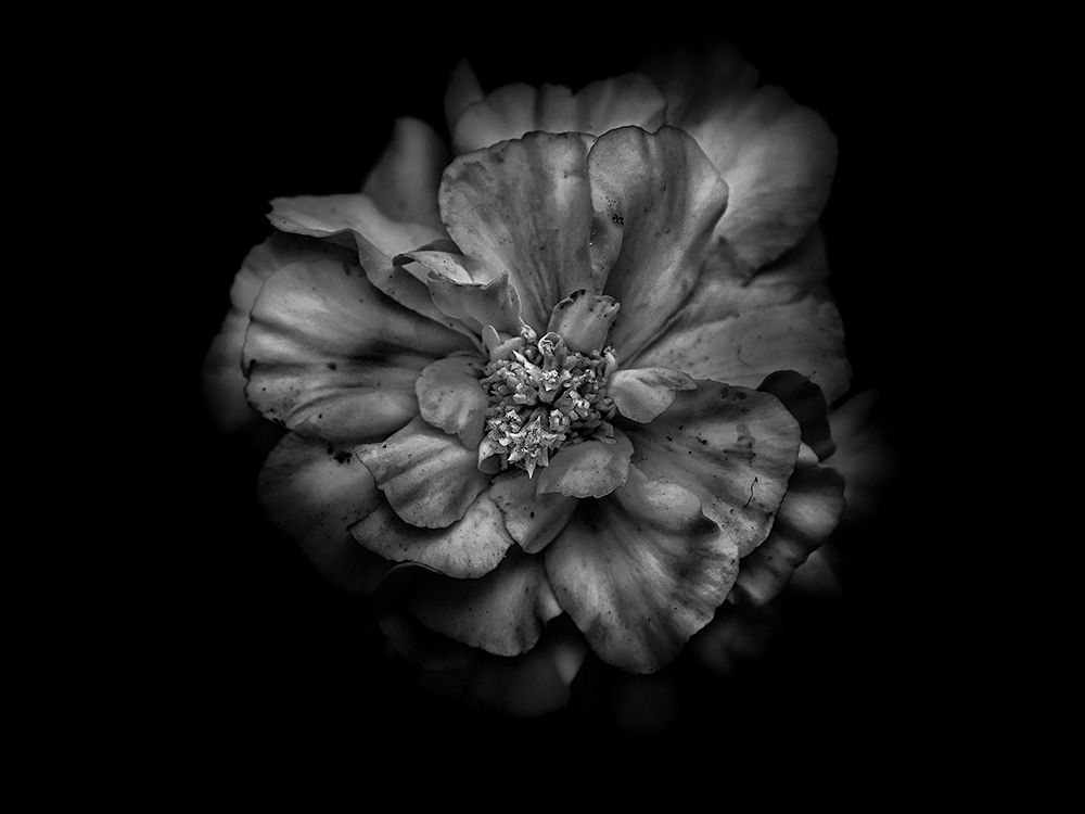Backyard Flowers Black and White 41 art print by Brian Carson for $57.95 CAD