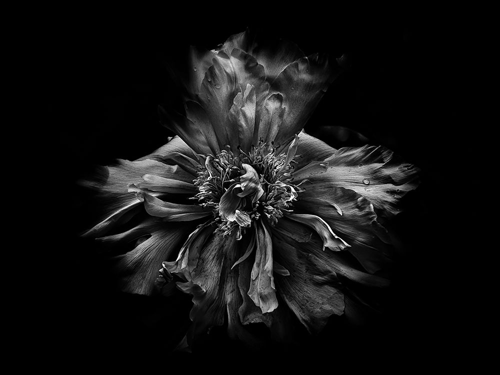 Backyard Flowers Black and White 49 art print by Brian Carson for $57.95 CAD