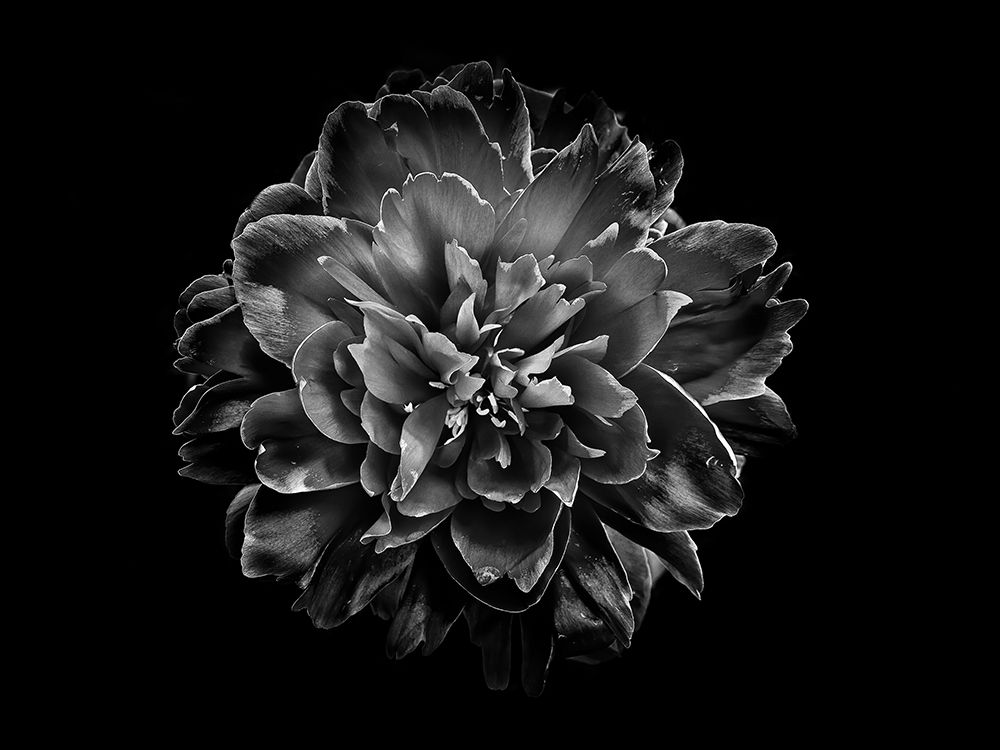 Backyard Flowers Black and White 55 art print by Brian Carson for $57.95 CAD