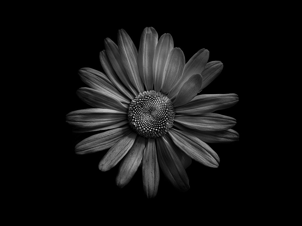 Backyard Flowers Black and White 60 art print by Brian Carson for $57.95 CAD