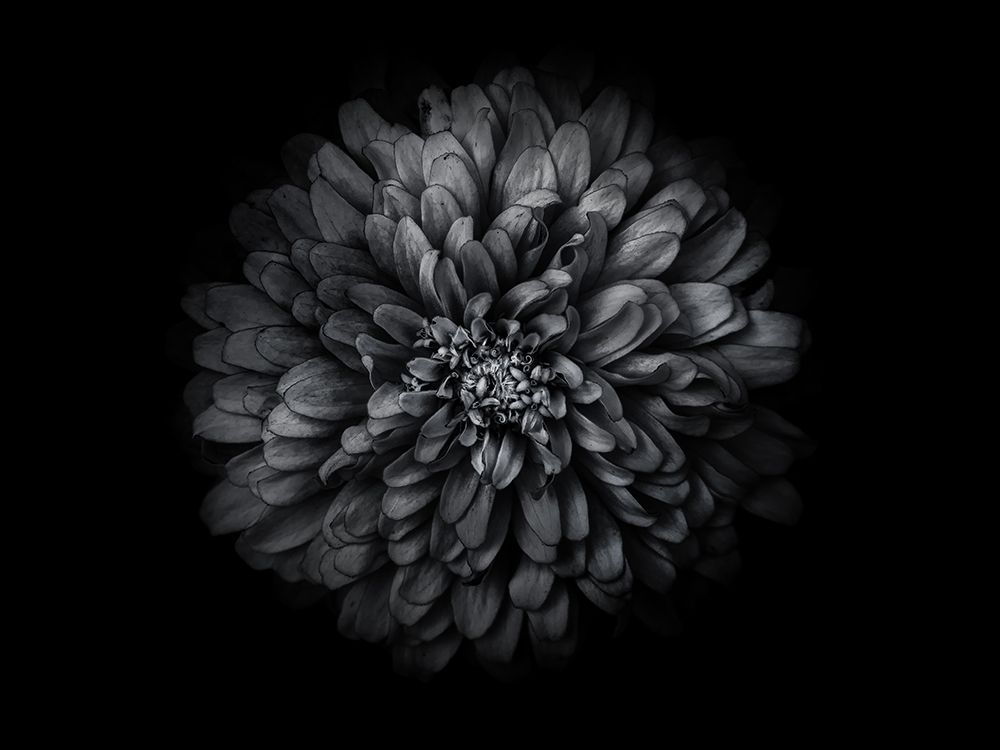 Backyard Flowers Black and White 68 art print by Brian Carson for $57.95 CAD