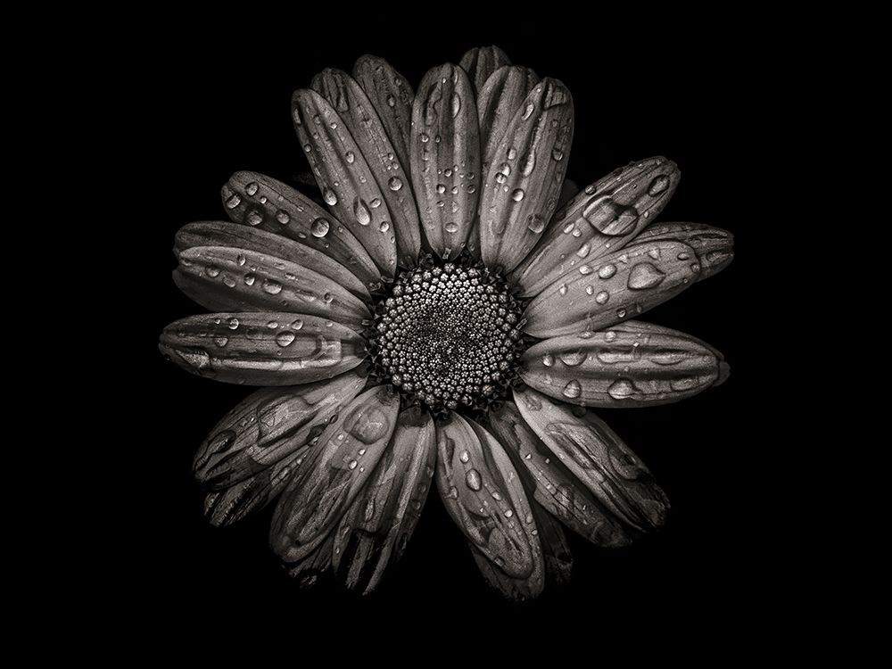 Backyard Flowers Black and White 78 art print by Brian Carson for $57.95 CAD