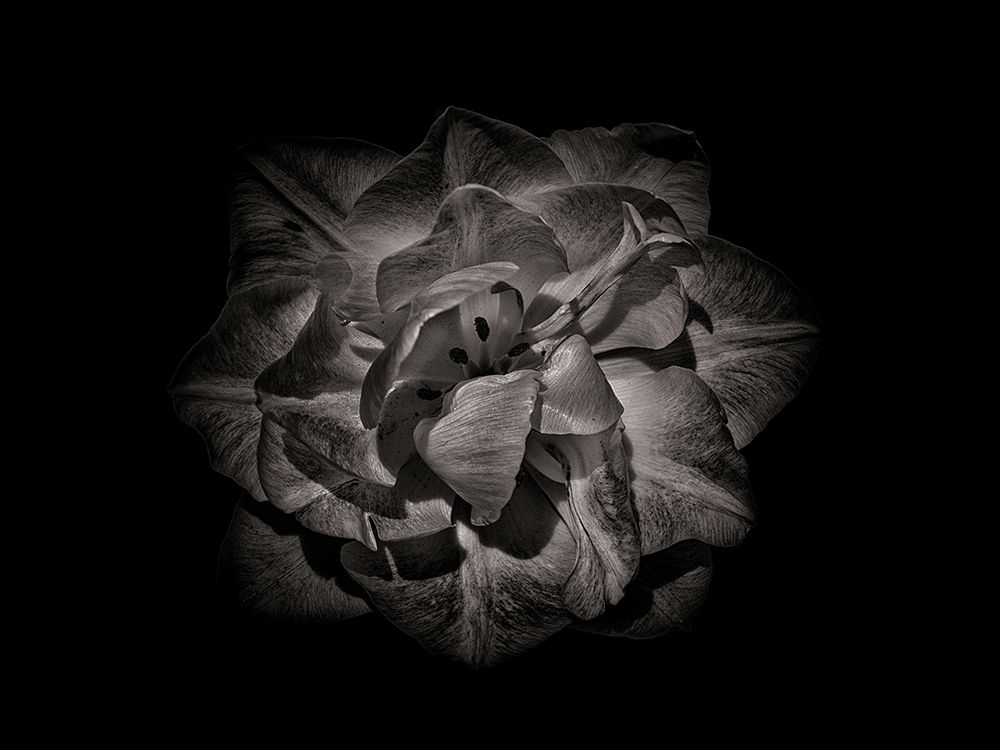 Backyard Flowers Black and White 81 art print by Brian Carson for $57.95 CAD