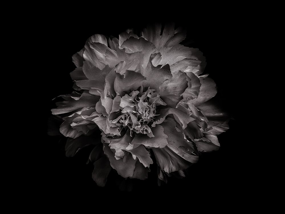 Backyard Flowers Black and White 90 art print by Brian Carson for $57.95 CAD