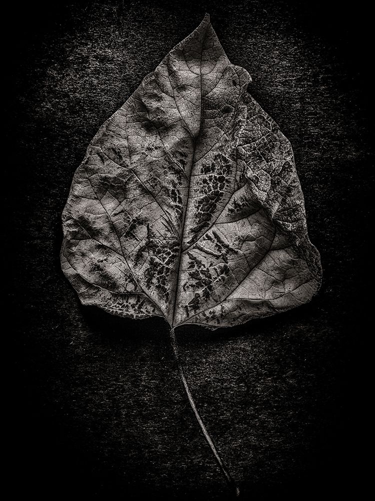 Leaves No 1 Black and White art print by Brian Carson for $57.95 CAD