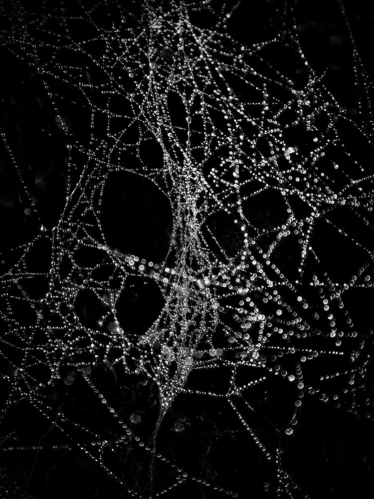 Spiderweb No 4 art print by Brian Carson for $57.95 CAD