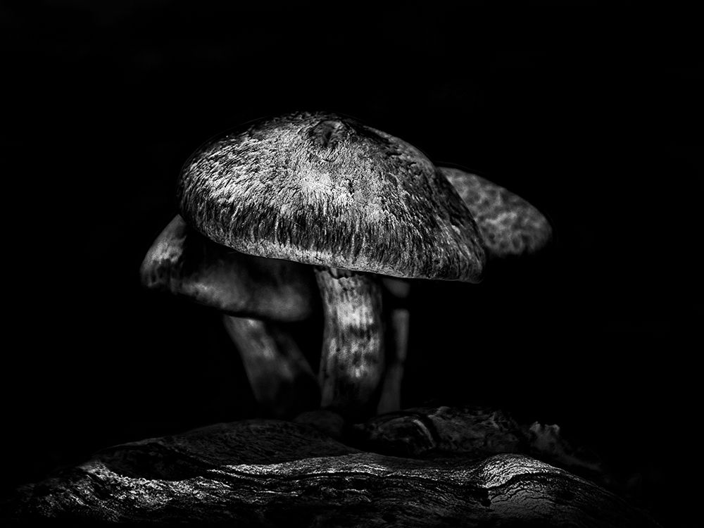 Toadstools on a Toronto Trail No 1 art print by Brian Carson for $57.95 CAD