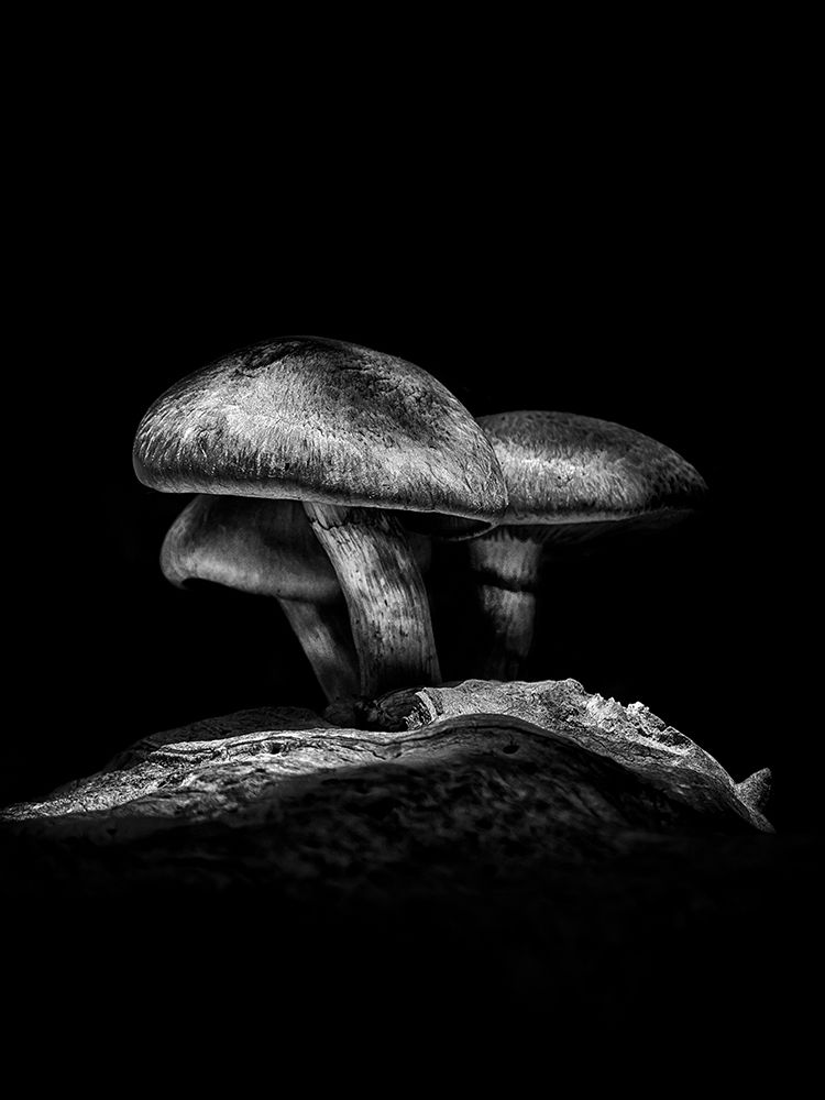 Toadstools on a Toronto Trail No 3 art print by Brian Carson for $57.95 CAD
