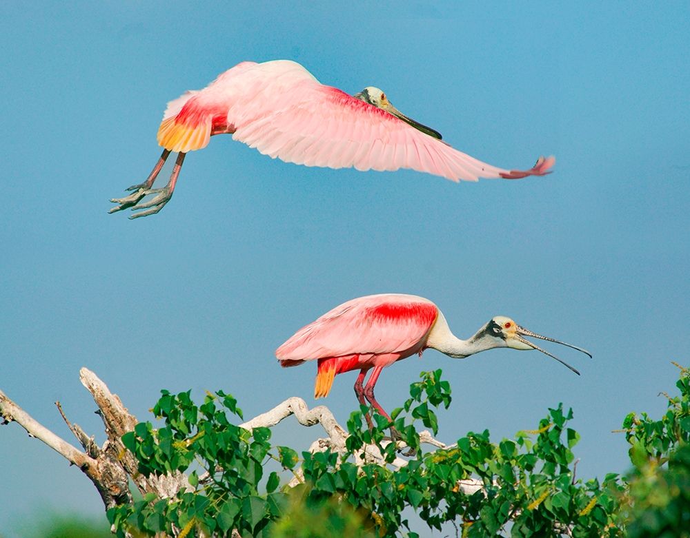 Roseate Spoonbills on Nest-High Island-Texas USA art print by Tim Fitzharris for $57.95 CAD