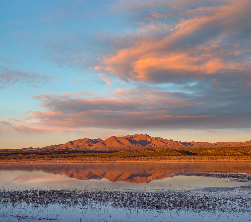 Crane Pool at Bosque del Apache NWR -NM art print by Tim Fitzharris for $57.95 CAD