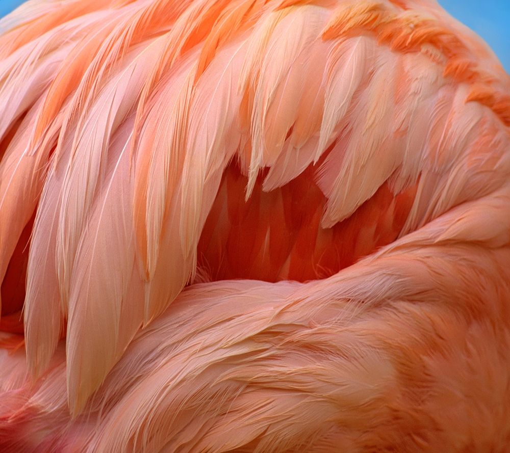 Caribbean Greater Flamingo art print by Tim Fitzharris for $57.95 CAD