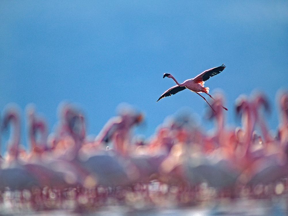 Lesser Flamingos-Lake Bogoria-Kenya art print by Tim Fitzharris for $57.95 CAD