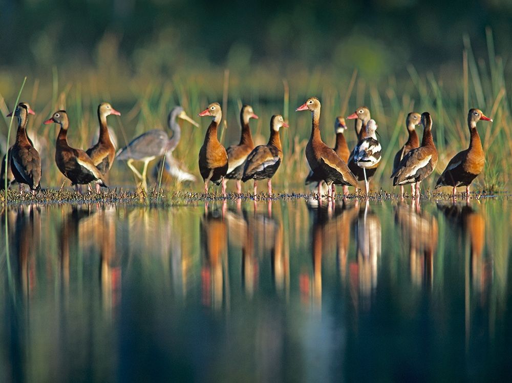 Black-bellied Whistling Ducks art print by Tim Fitzharris for $57.95 CAD
