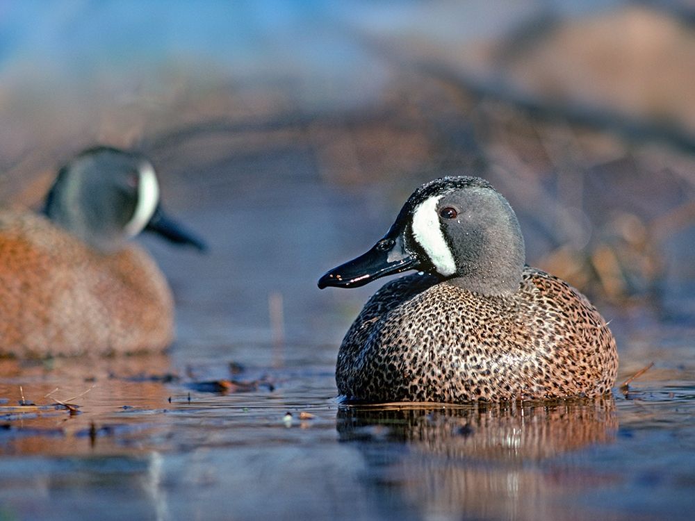 Blue-winged Teals art print by Tim Fitzharris for $57.95 CAD