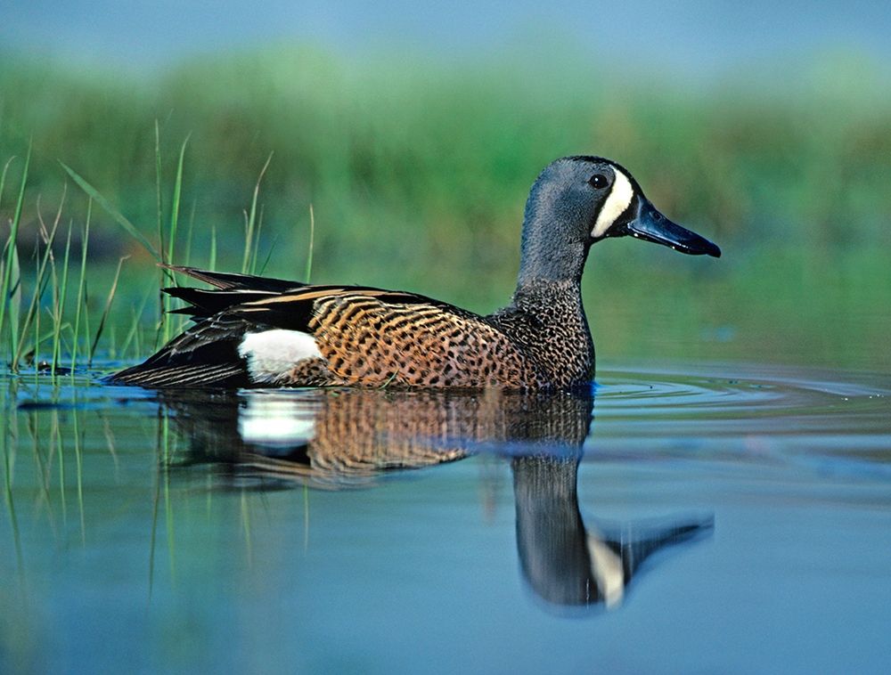Blue-winged Teal art print by Tim Fitzharris for $57.95 CAD
