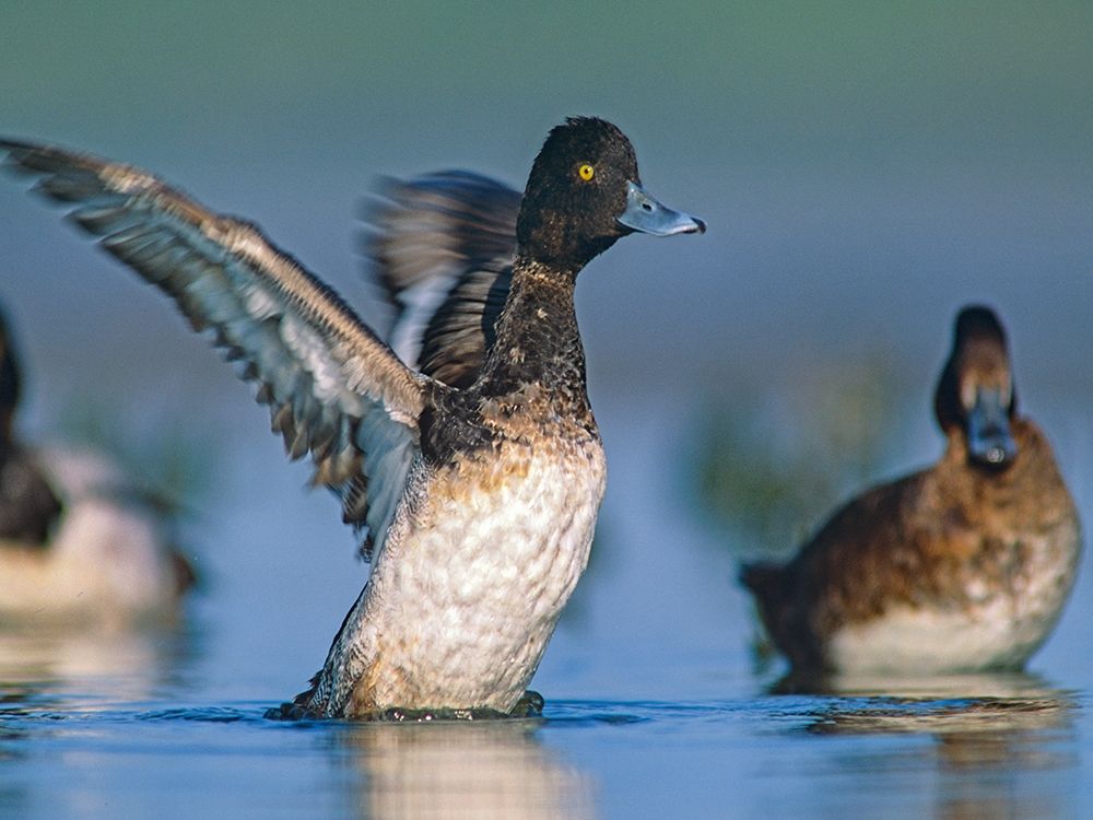 Lesser Scaup Duck I art print by Tim Fitzharris for $57.95 CAD